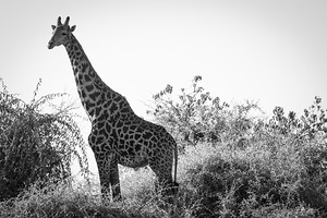 Posing Giraffe