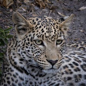 Observant Leopard