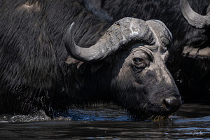 Water Buffalo