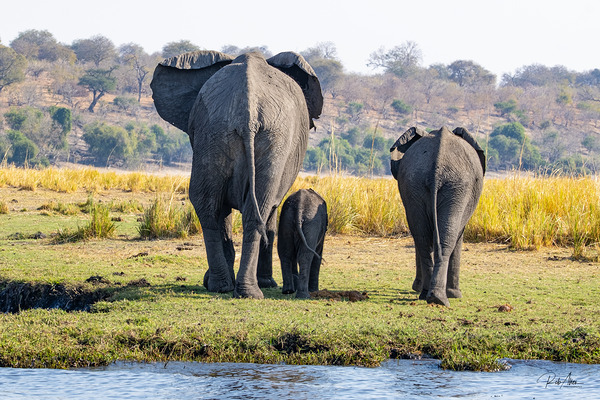 An Elephant Goodbye Print