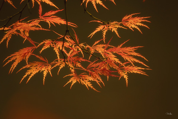 Branching Out by Rob Allen Photography