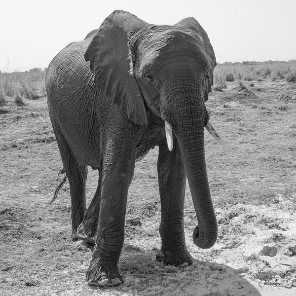 Elephant Respect by Rob Allen Photography