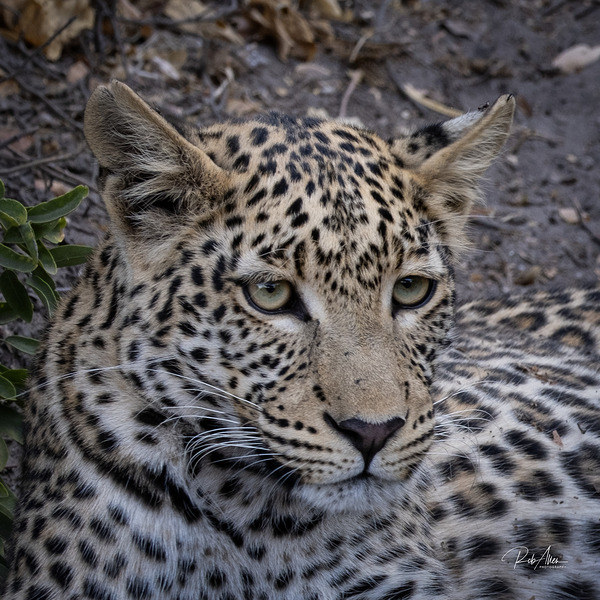 Observant Leopard by Rob Allen Photography