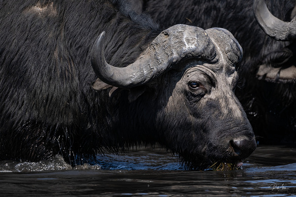 Water Buffalo by Rob Allen Photography