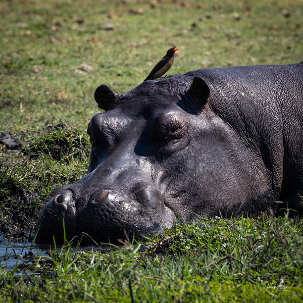 Hippos Rooster Print