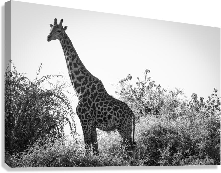 Posing Giraffe Canvas Print