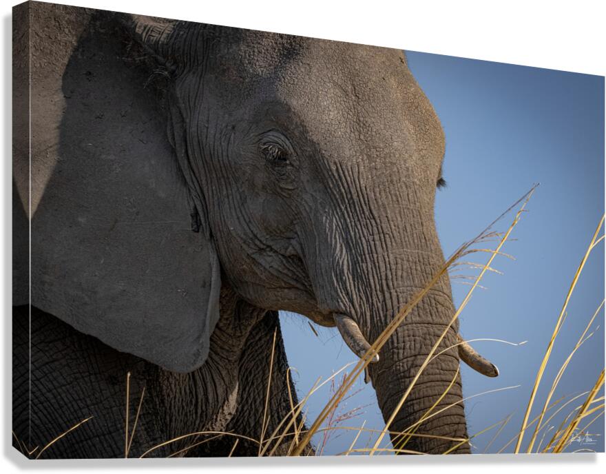Mindful Elephant Canvas Print
