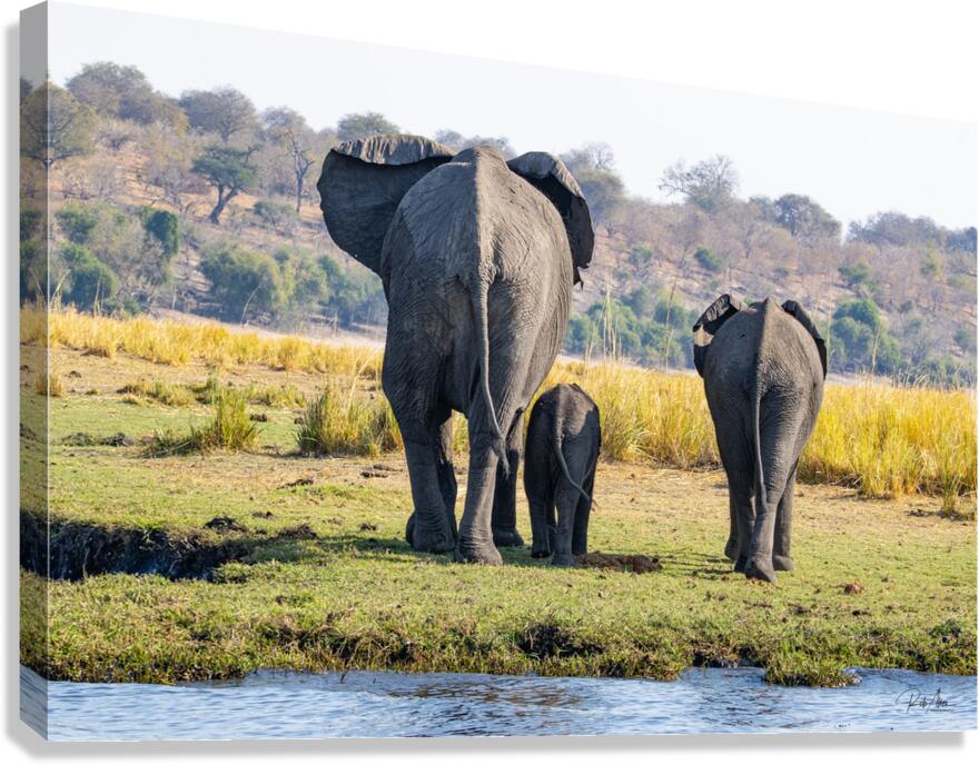 An Elephant Goodbye Canvas Print