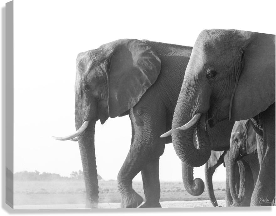 Dusty Dinner Canvas Print