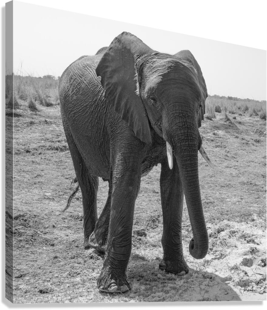 Elephant Respect Canvas Print