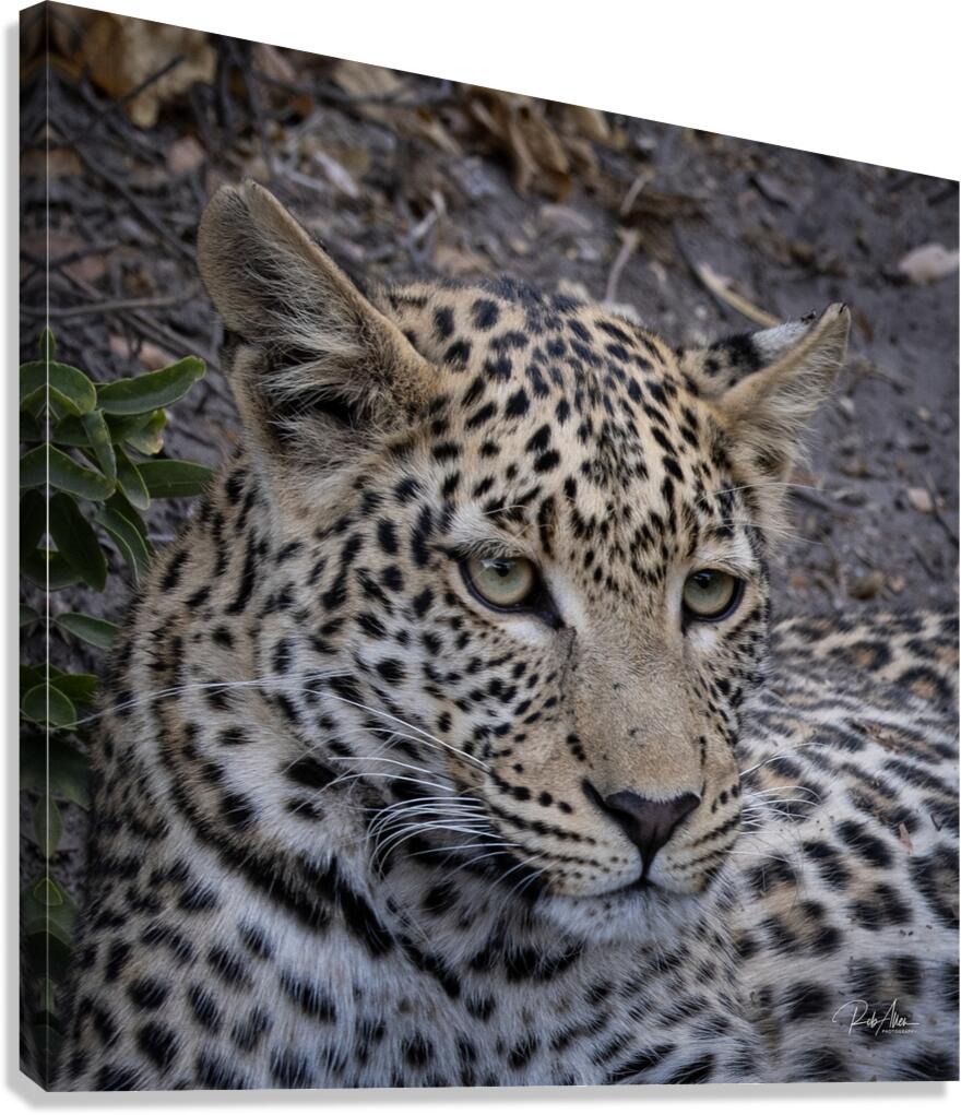 Observant Leopard Canvas Print