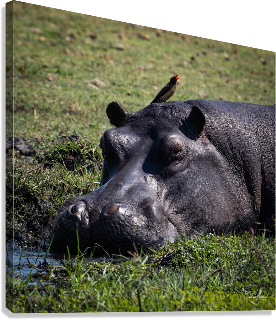 Hippos Rooster Canvas Print
