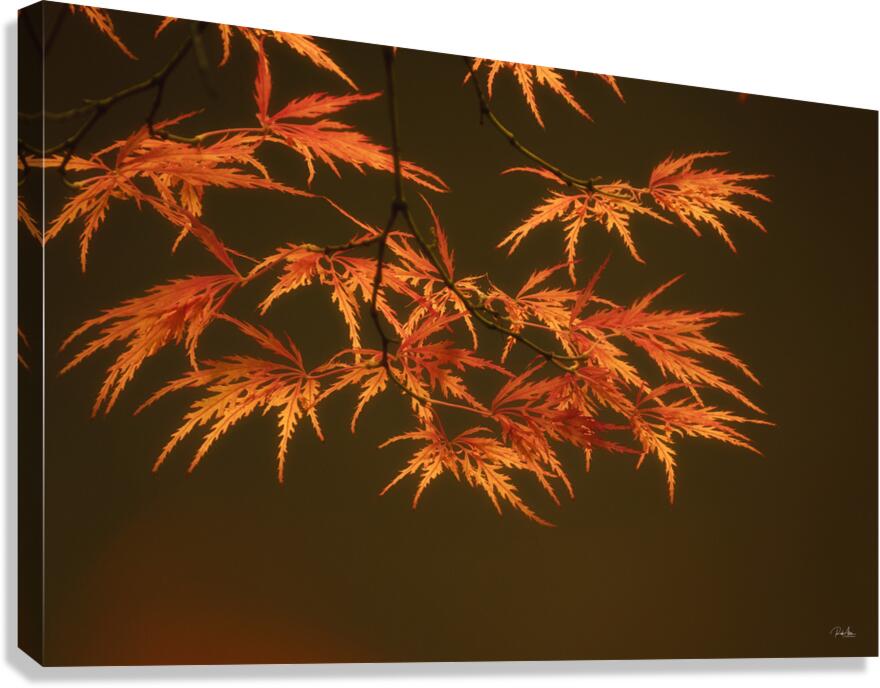 Branching Out Canvas Print