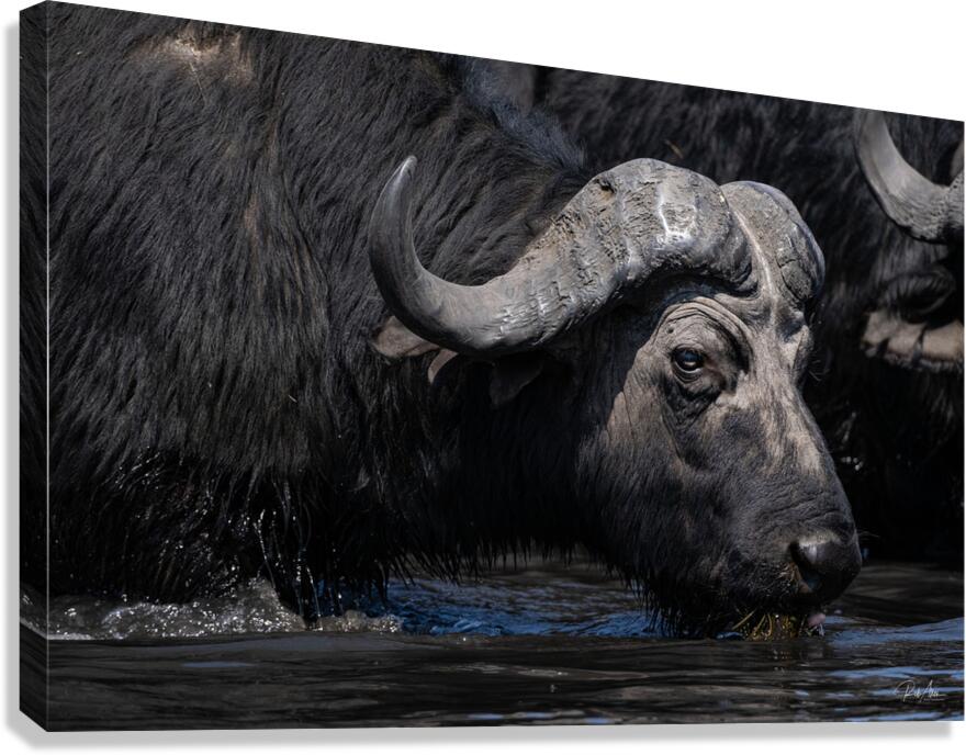 Water Buffalo Canvas Print