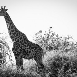 Posing Giraffe