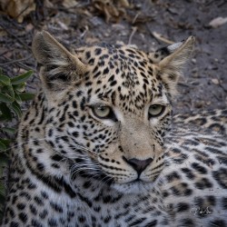 Observant Leopard