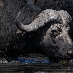 Water Buffalo