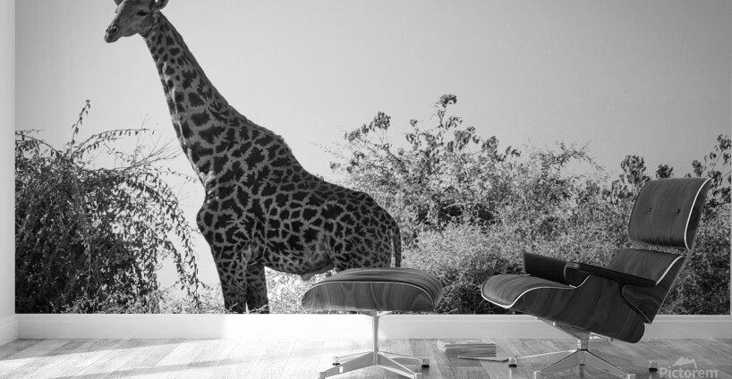 Posing Giraffe Wall Murals