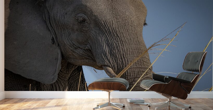 Mindful Elephant Wall Murals