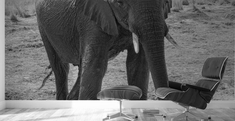 Elephant Respect Wall Murals