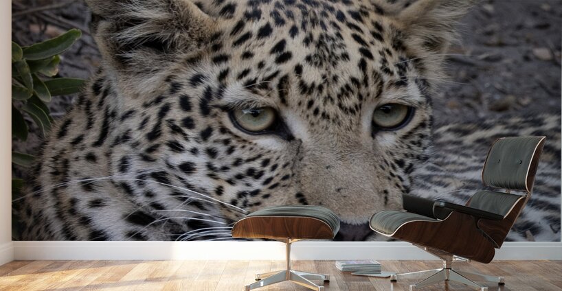 Observant Leopard Wall Murals