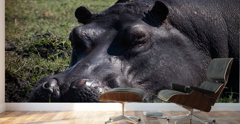 Hippos Rooster Wall Murals