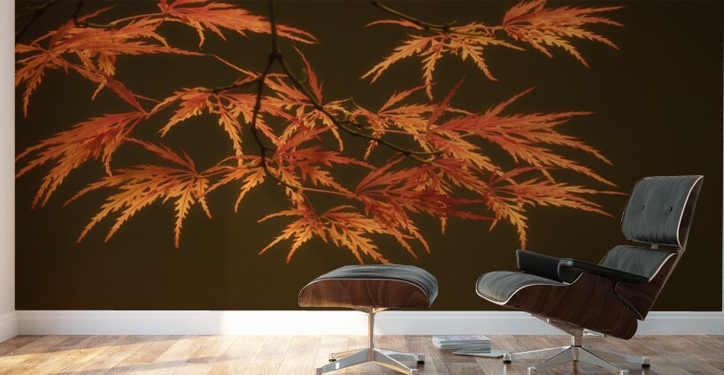 Branching Out Wall Murals