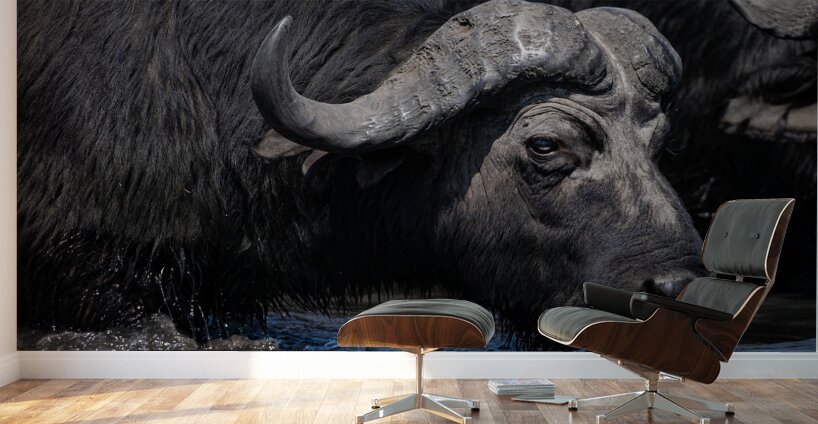 Water Buffalo Wall Murals