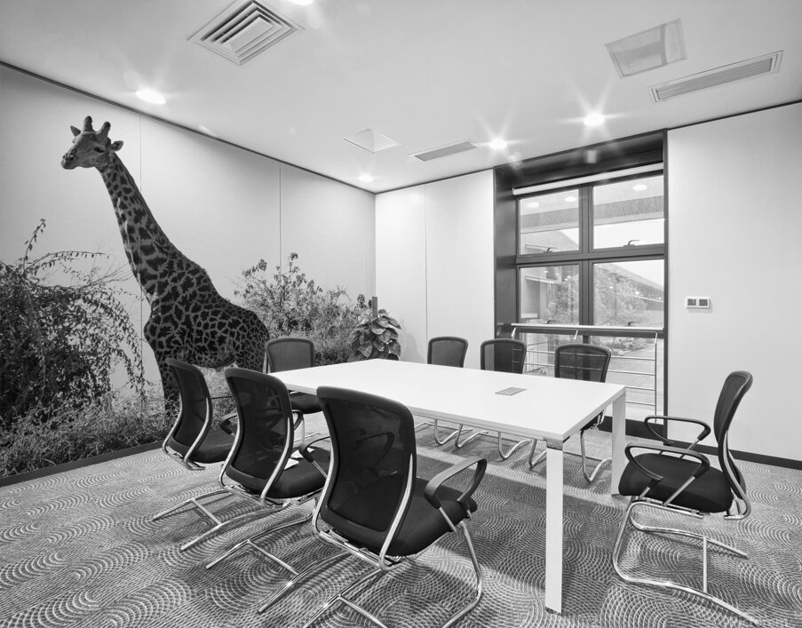 Posing Giraffe Wall Printing