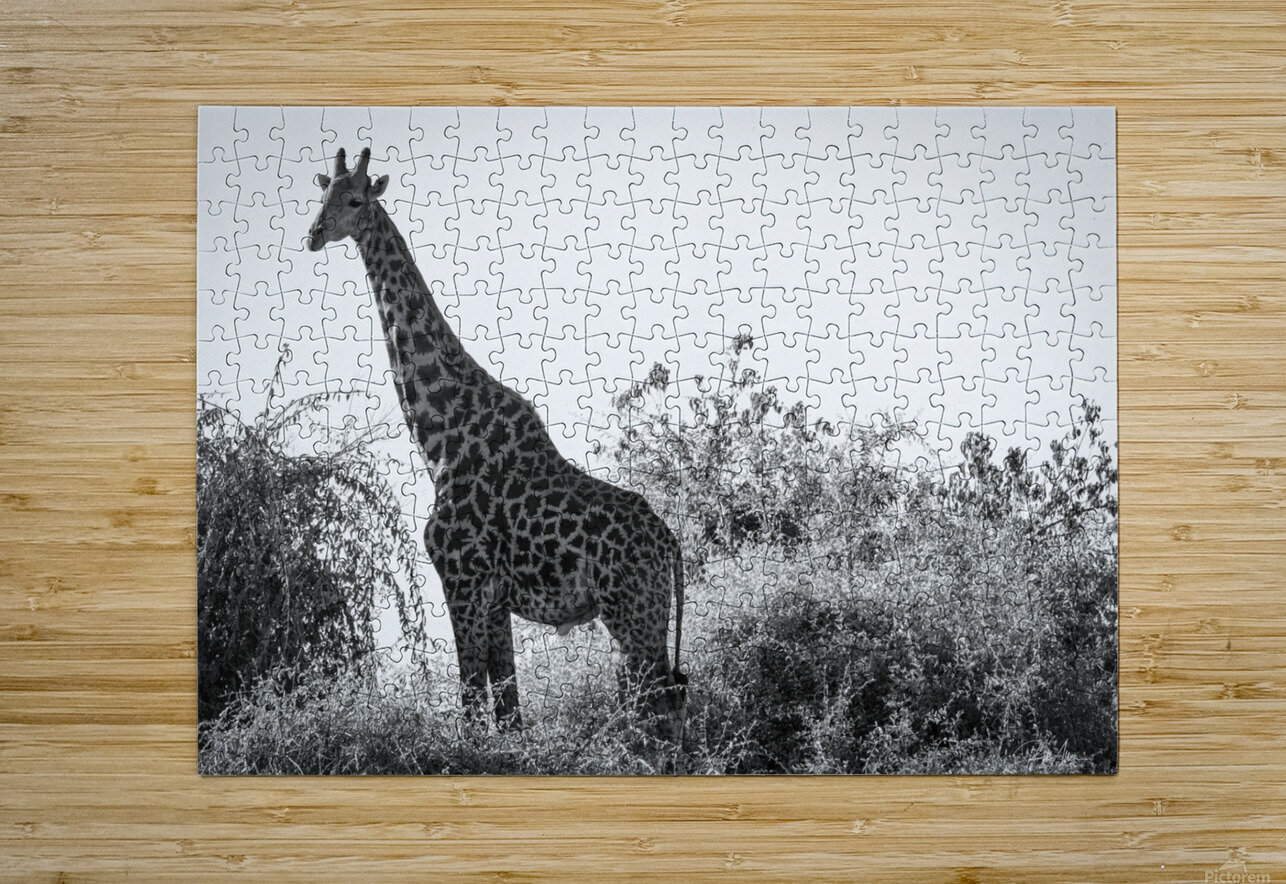 Posing Giraffe Rob Allen Photography Puzzle printing