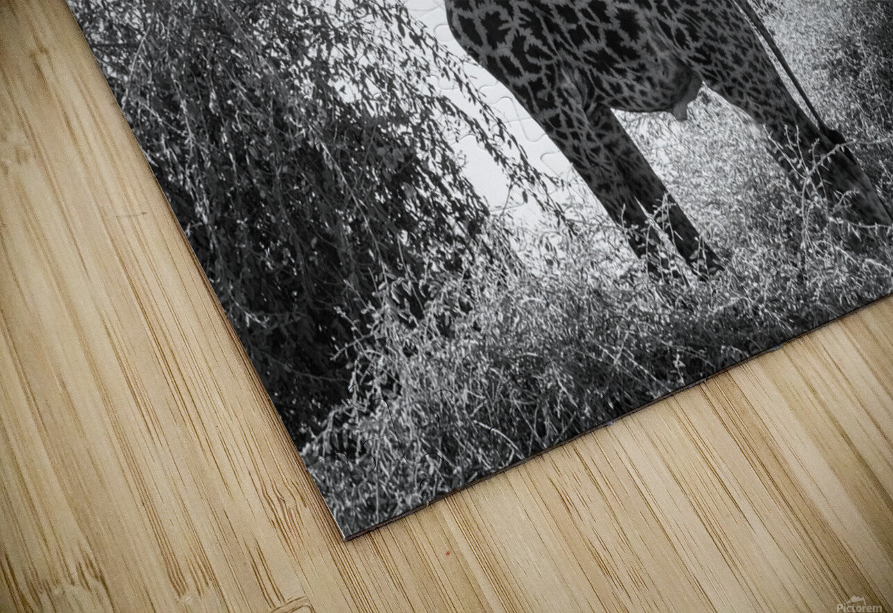 Posing Giraffe Rob Allen Photography Puzzle